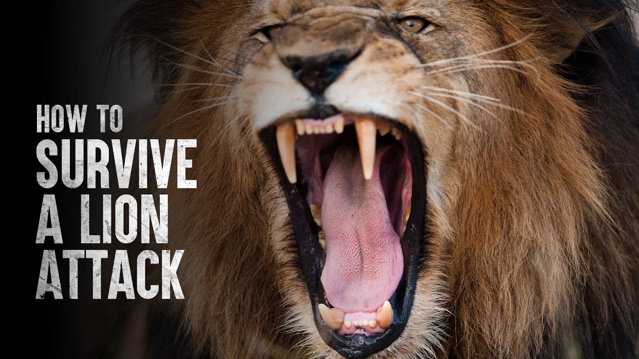 How To Survive A Lion Attack Advice And Information