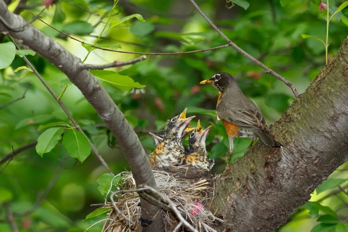 Why Do Birds Eat Their Poop Unraveling Nature's Peculiar Habit