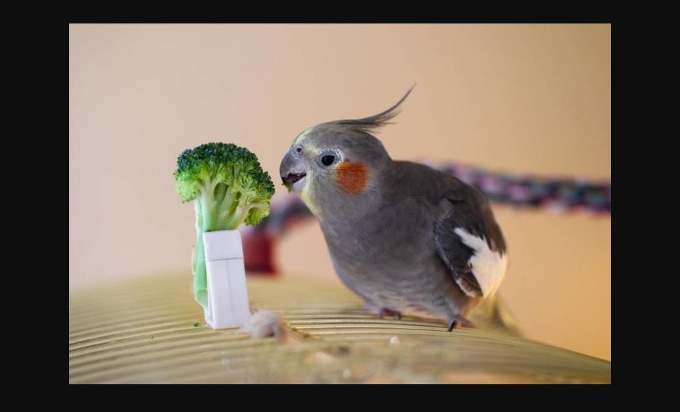 Can Birds Eat Broccoli? Understanding The Benefits And Risks