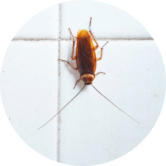 Bug Guys Pest Control A Step Above the Pest! Call Today