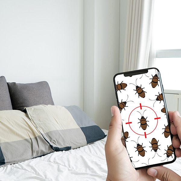 Bed Bugs What to Know Bug Head Pest Control