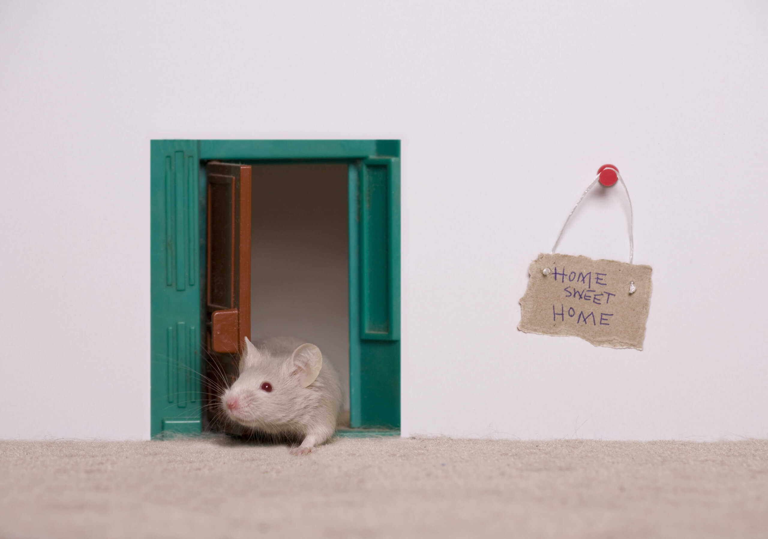 Can You Have Just One Mouse In Your House at Lisa Cobb blog