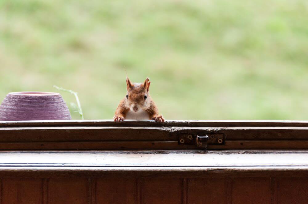 How to Get Rid of Squirrels Around Your Home Bug House Pest Control