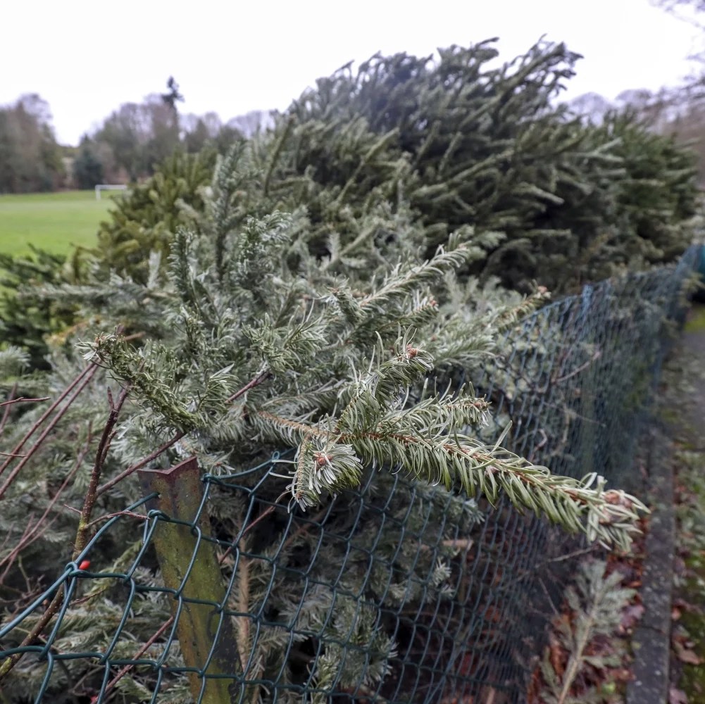 South Florida Residents Encouraged To Recycle Christmas Trees Bugle Miami