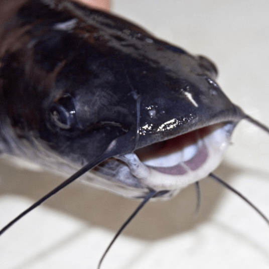 Florida child stabbed in chest by catfish barb while fishing Bugle Miami