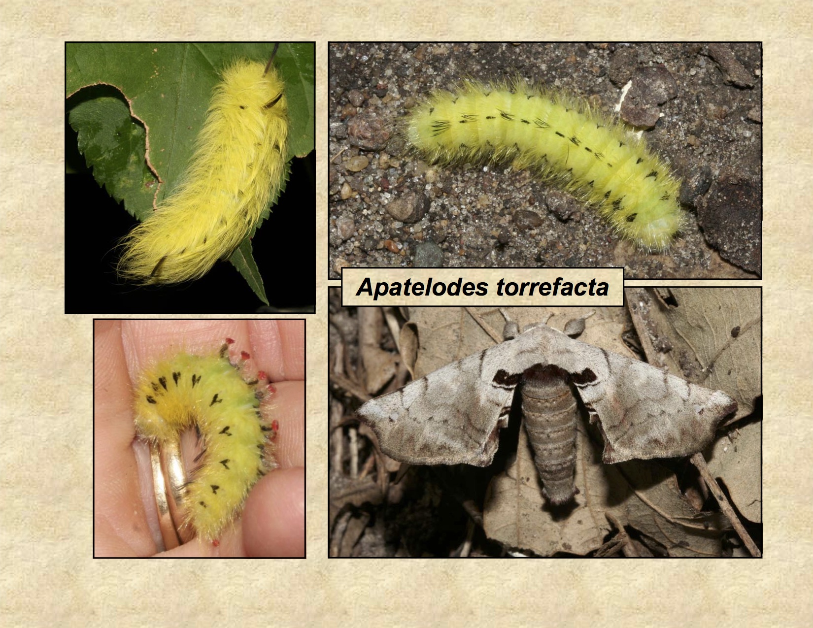 Life Cycle Of Carpet Moth