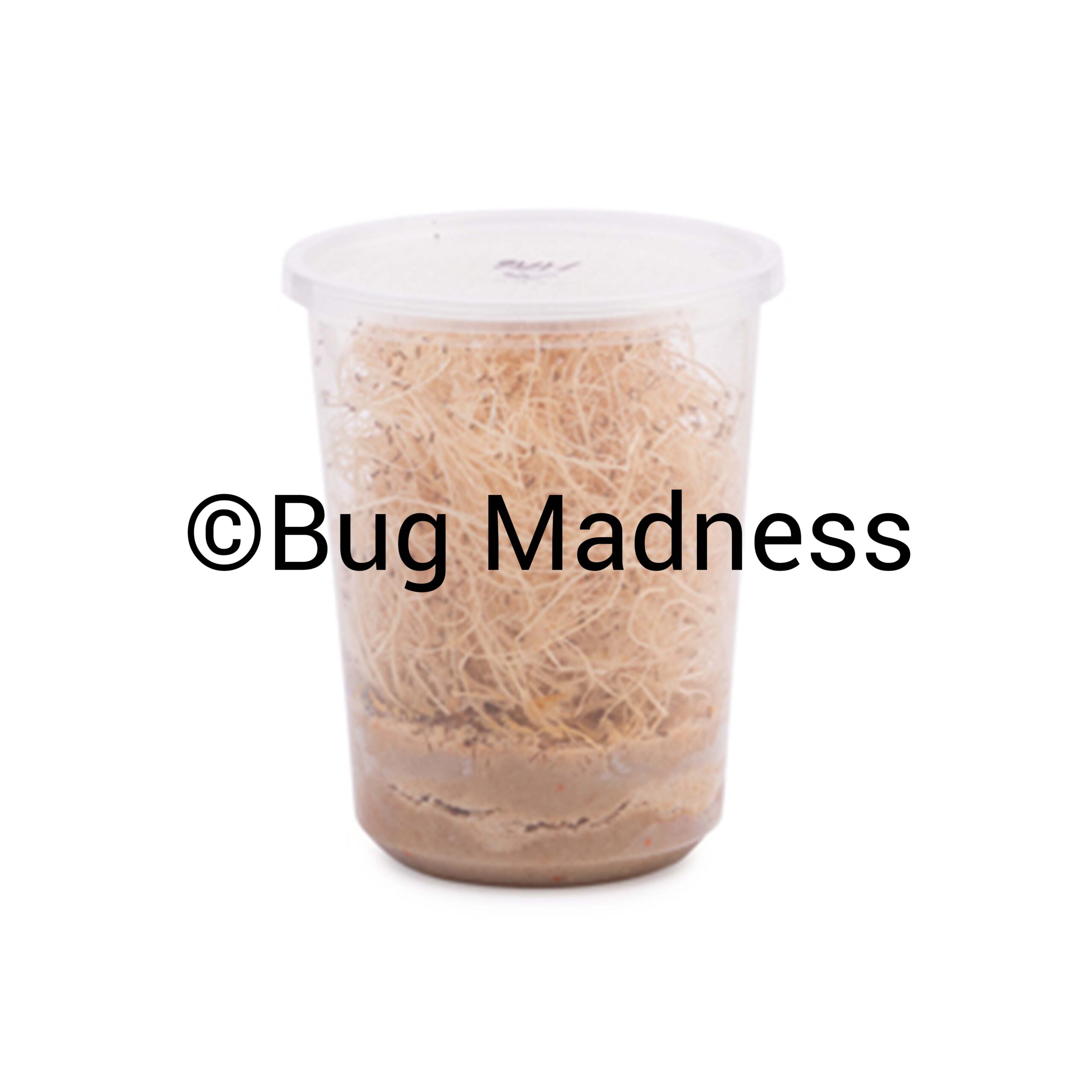 Fresh D. Hydei Fruit Fly Culture Subscription Bug Madness