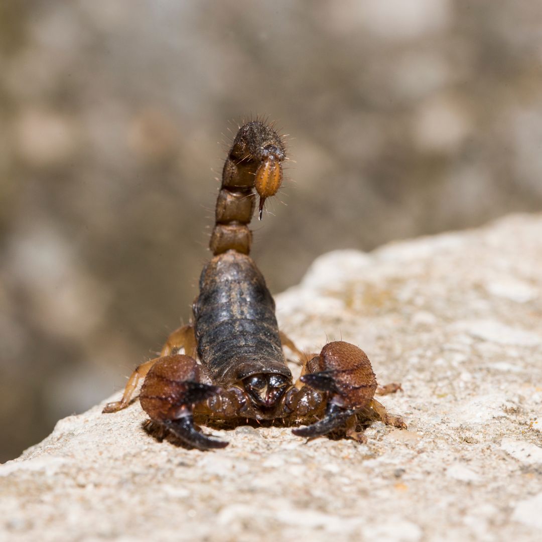 What Types of Exotic Pets Eat Dubia Roaches? Bug Madness