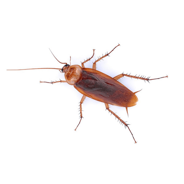 American Cockroach Identification & Info Bug Out