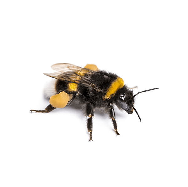 Bumblebee Identification & Info Bug Out Pest Control