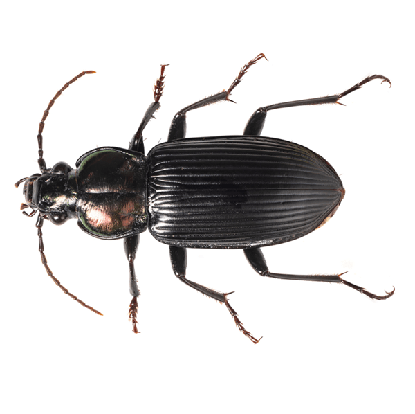 Ground Beetle Identification & Info Bug Out Pest Control and
