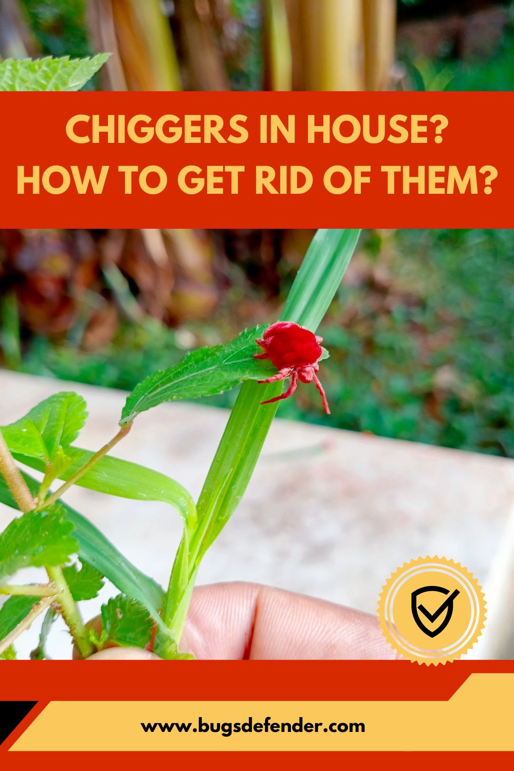 Chiggers In House? How to Get Rid of Them?