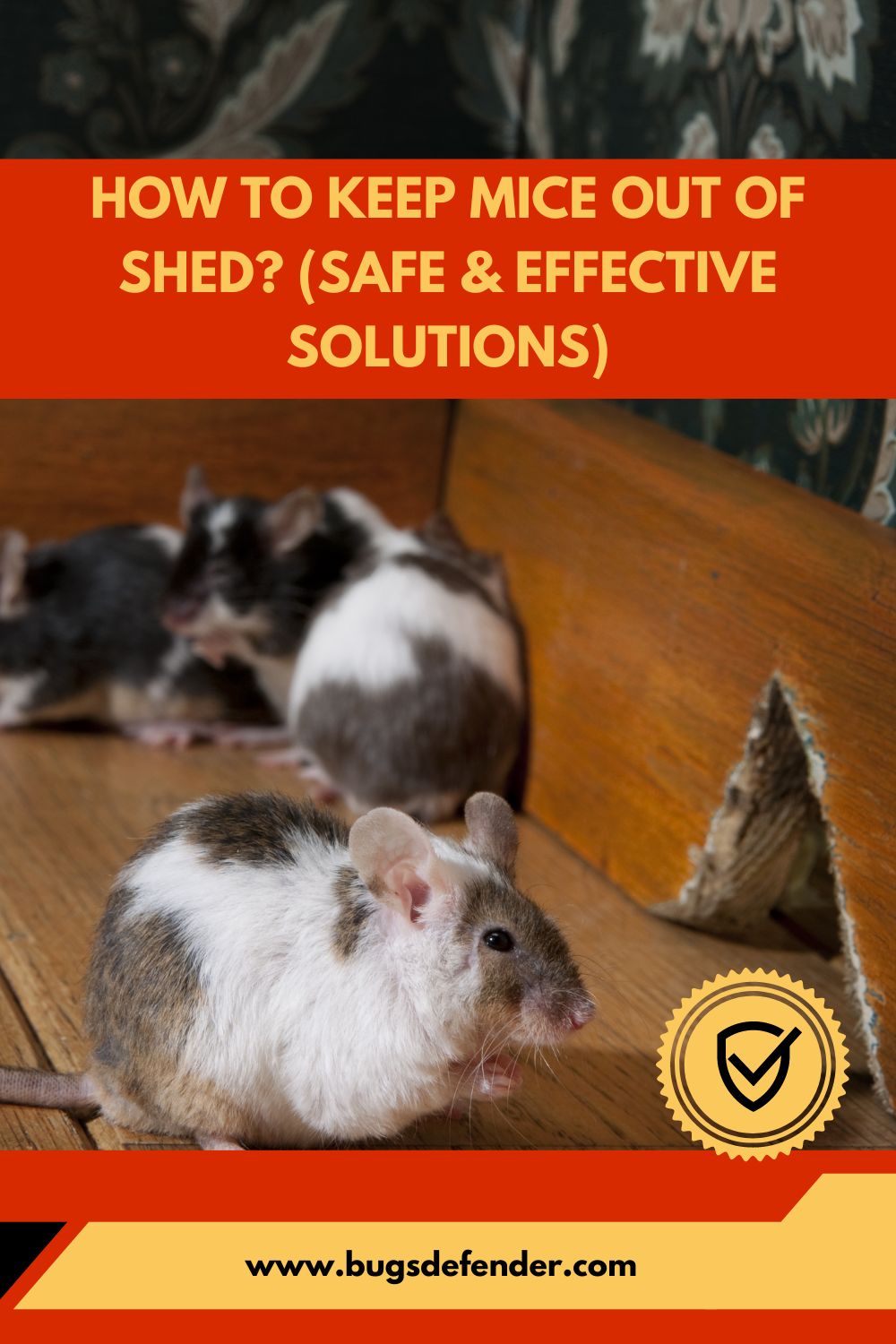 How to Keep Mice Out of Shed? (Safe & Effective Solutions)