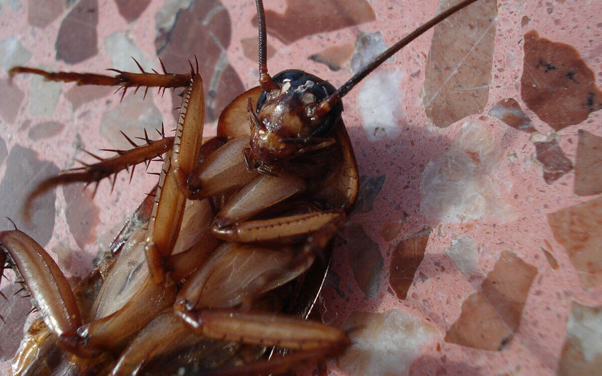 How Much Damage Can Cockroaches Cause? Bug Squad Pest Control Gold