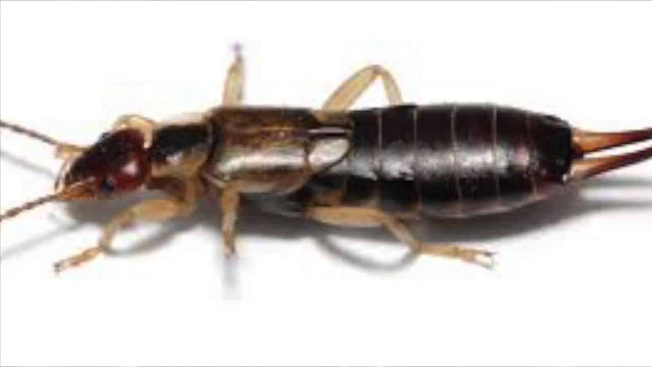 Bugsy's April Blog Earwigs and Carpenter Ants Bugsys Pest Solutions