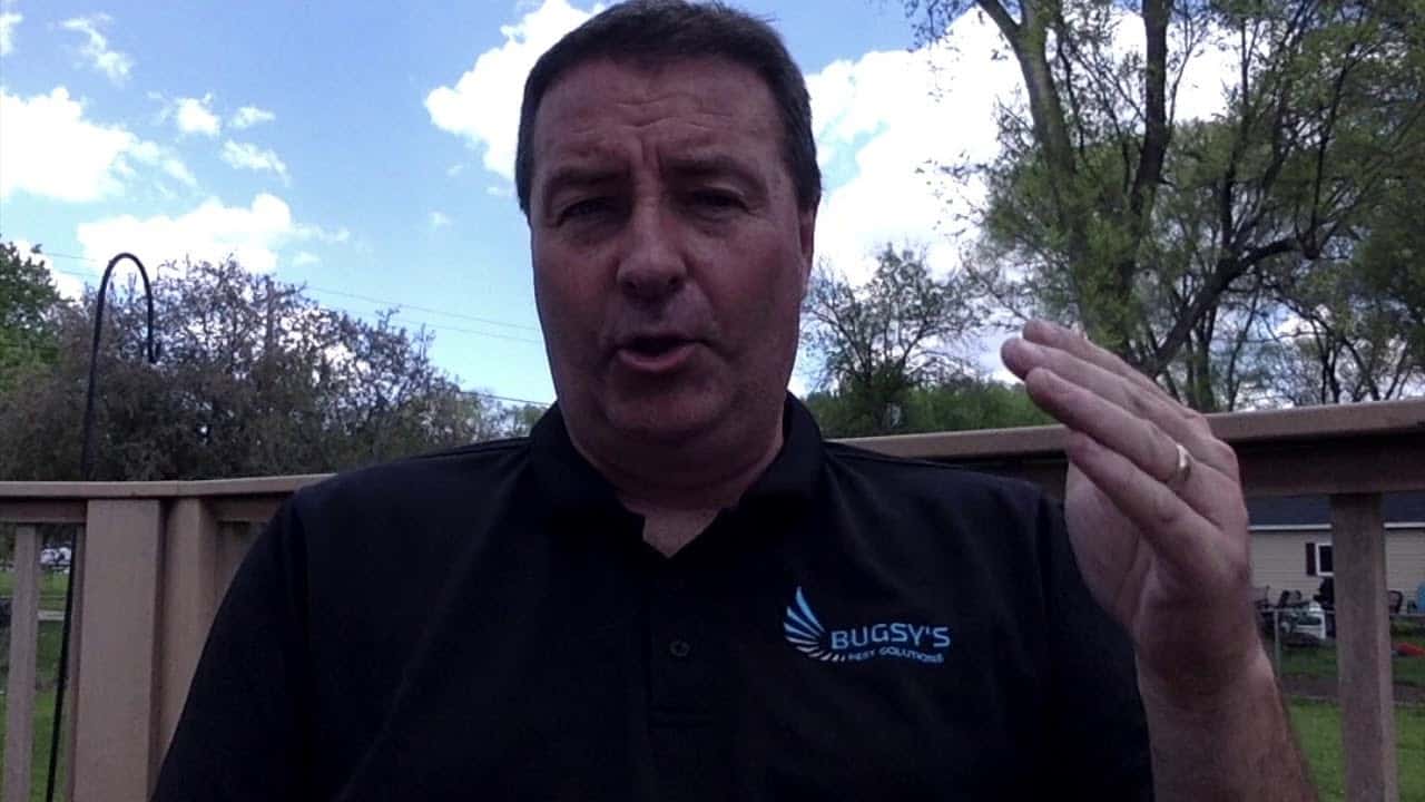 MayBlog Bugsys Pest Solutions