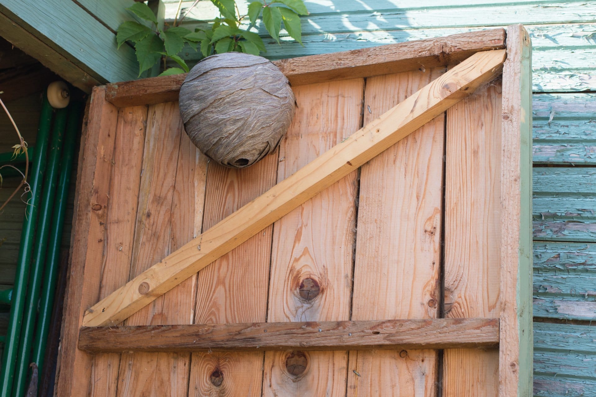 Wasp Nest Under Siding Mice