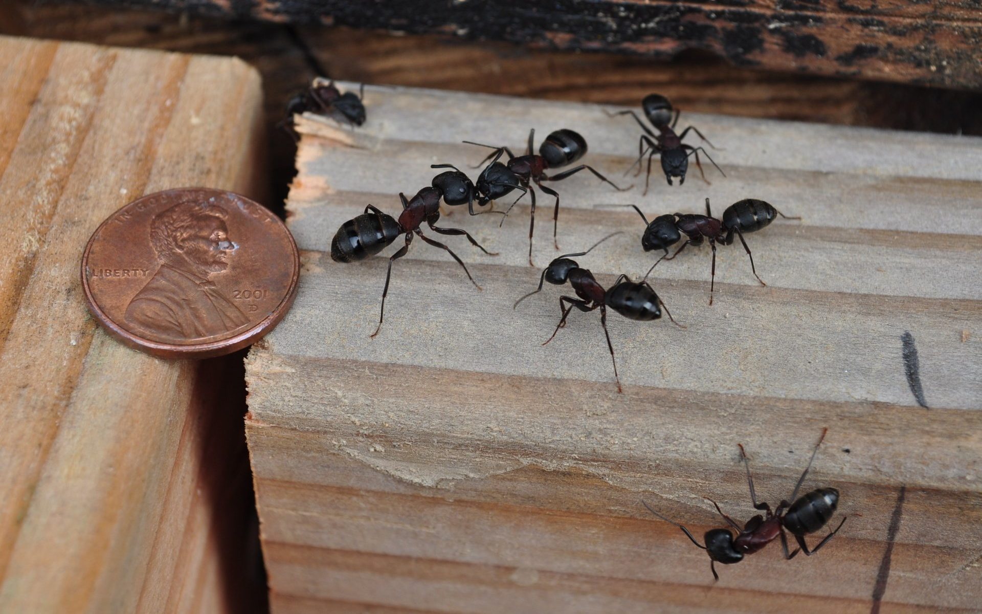 Should Carpenter Ants Be On Your Radar This Spring? EPM