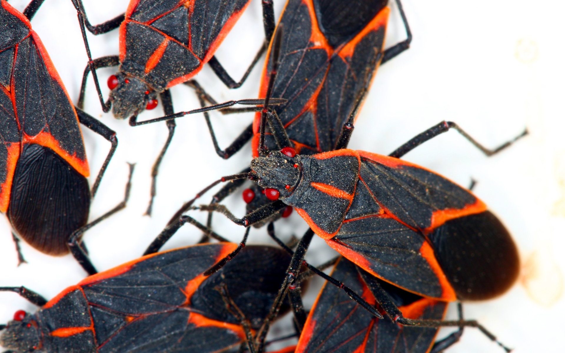 What Do Stink Bugs Eat And Drink slideshare