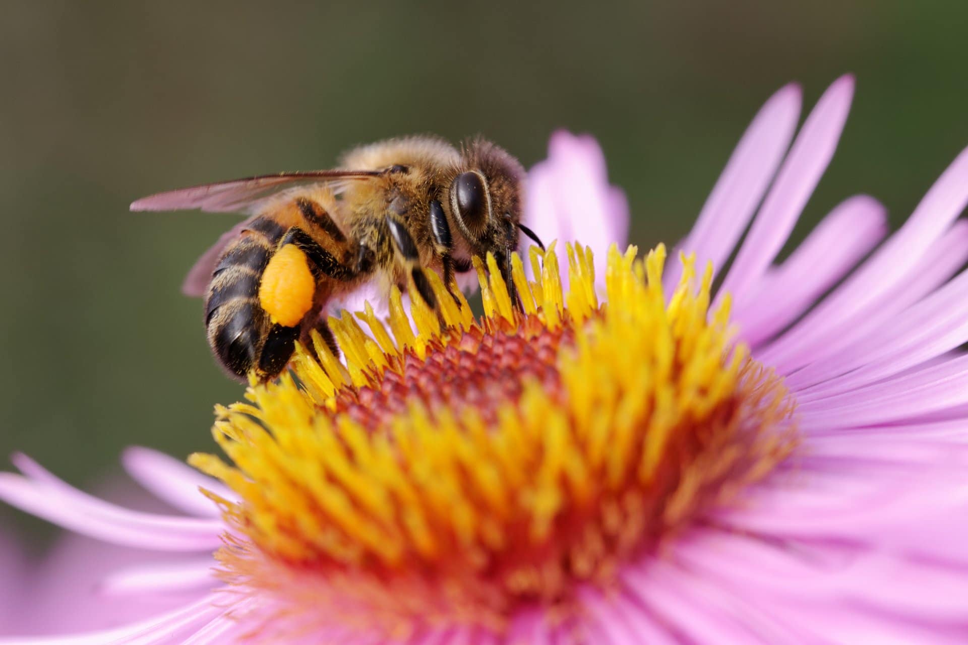 The Best Method to Get Rid of Bees Naturally in Minnesota