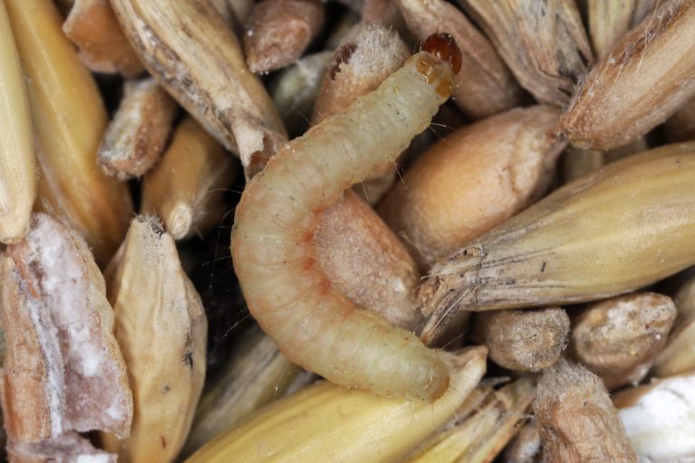 Indian Meal Moths Pantry Pests that Live a Long Time EPM