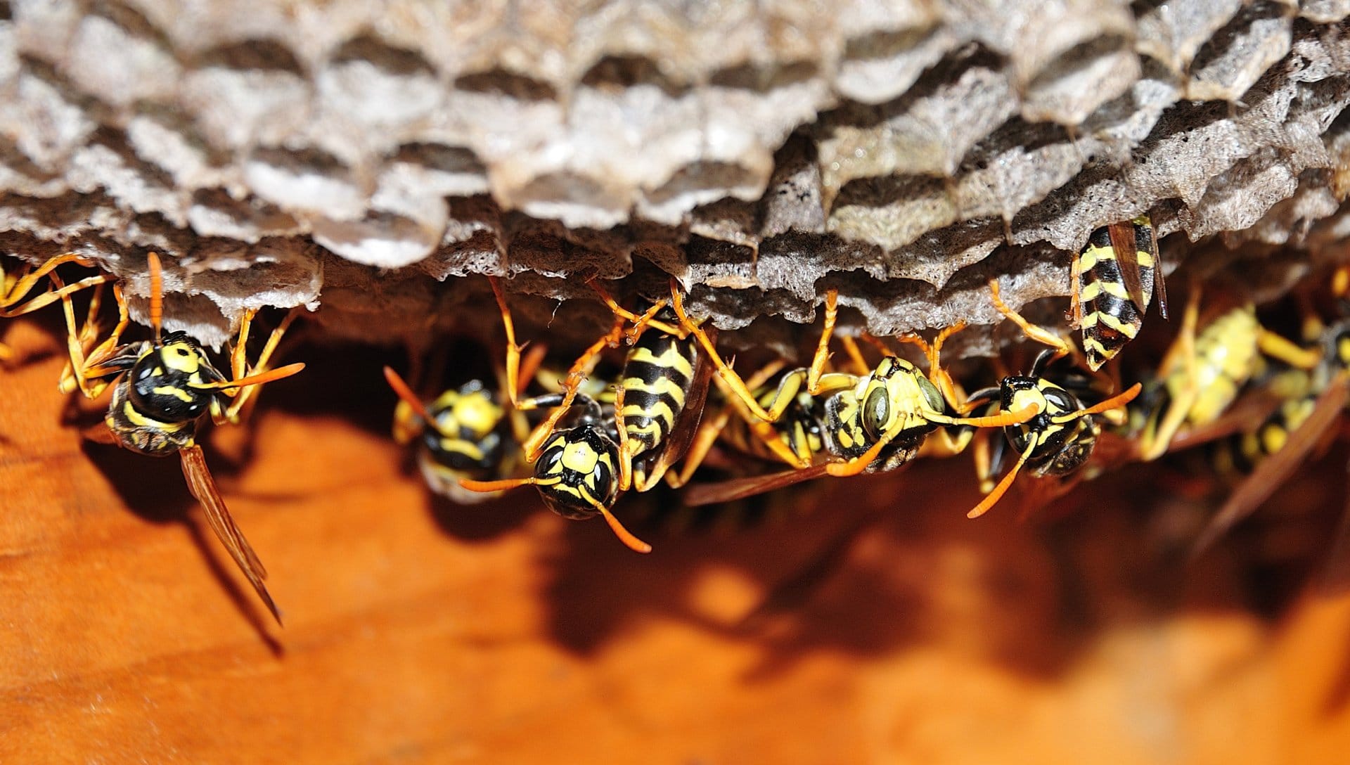 Preventing Paper Wasps from Nesting in Your Home
