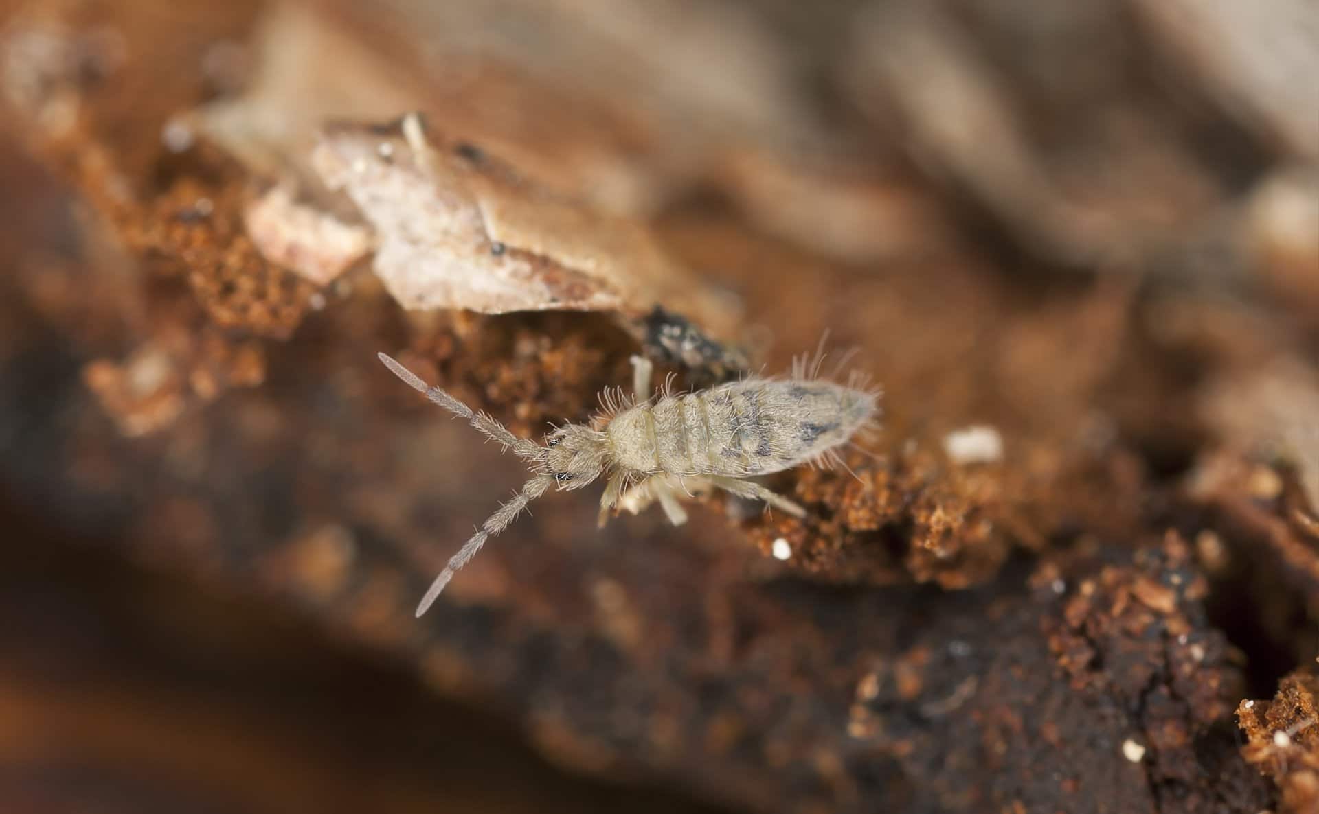 Springtails Tiny Bugs that Scare People & are Tough to Control EPM