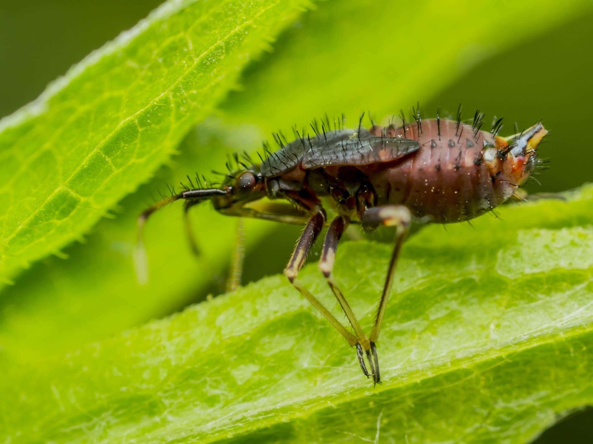 Springtails Tiny Bugs that Scare People & are Tough to Control EPM