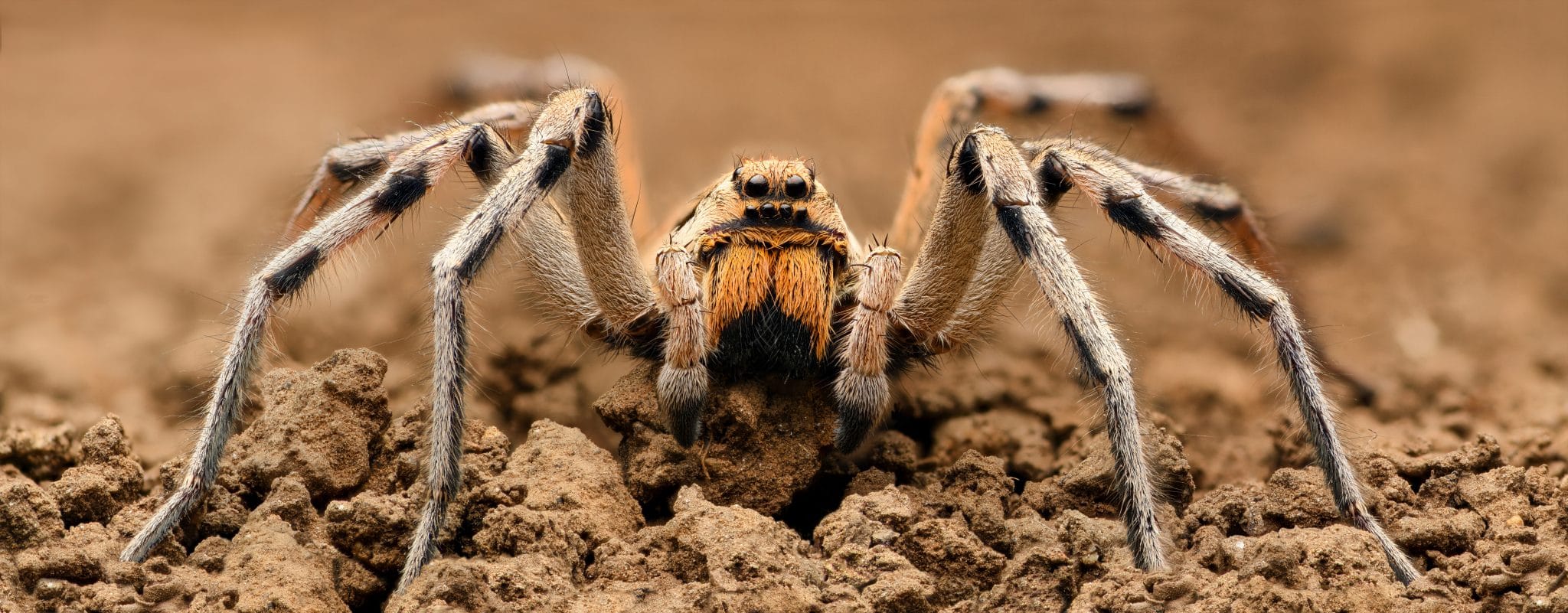 All About Wolf Spiders Environmental Pest Management