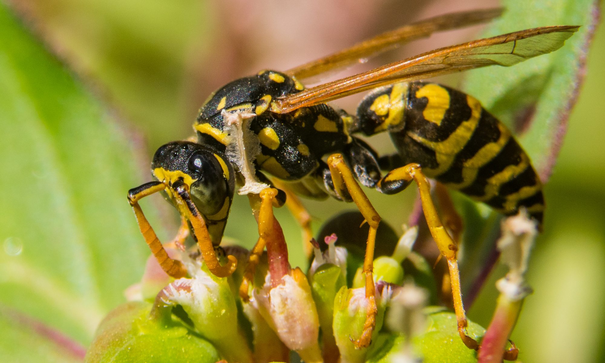 Yellow Jackets Are Not Your Friends Environmental Pest Management
