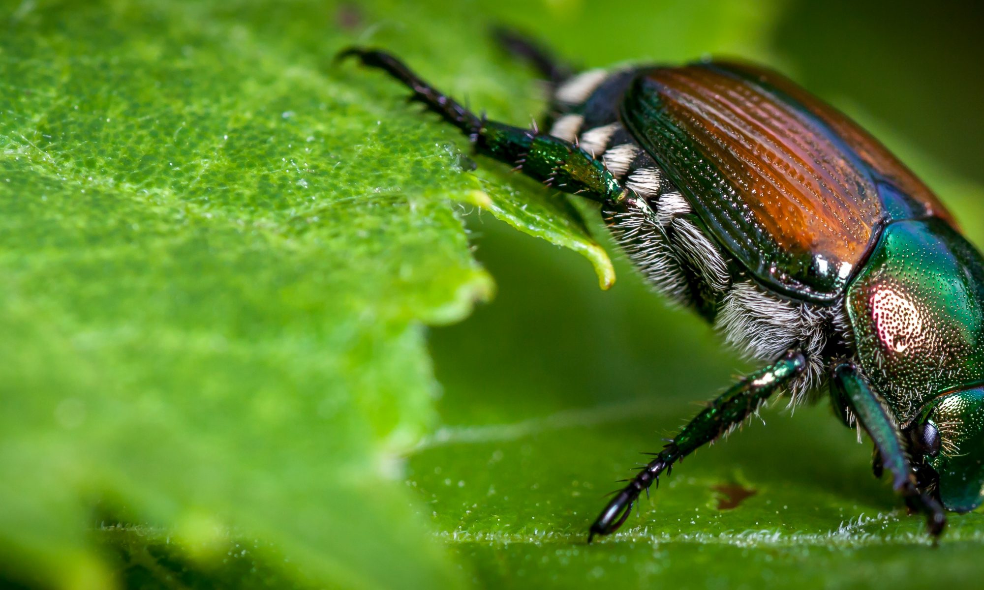 Japanese Beetles and What You Need to Know Environmental Pest Management