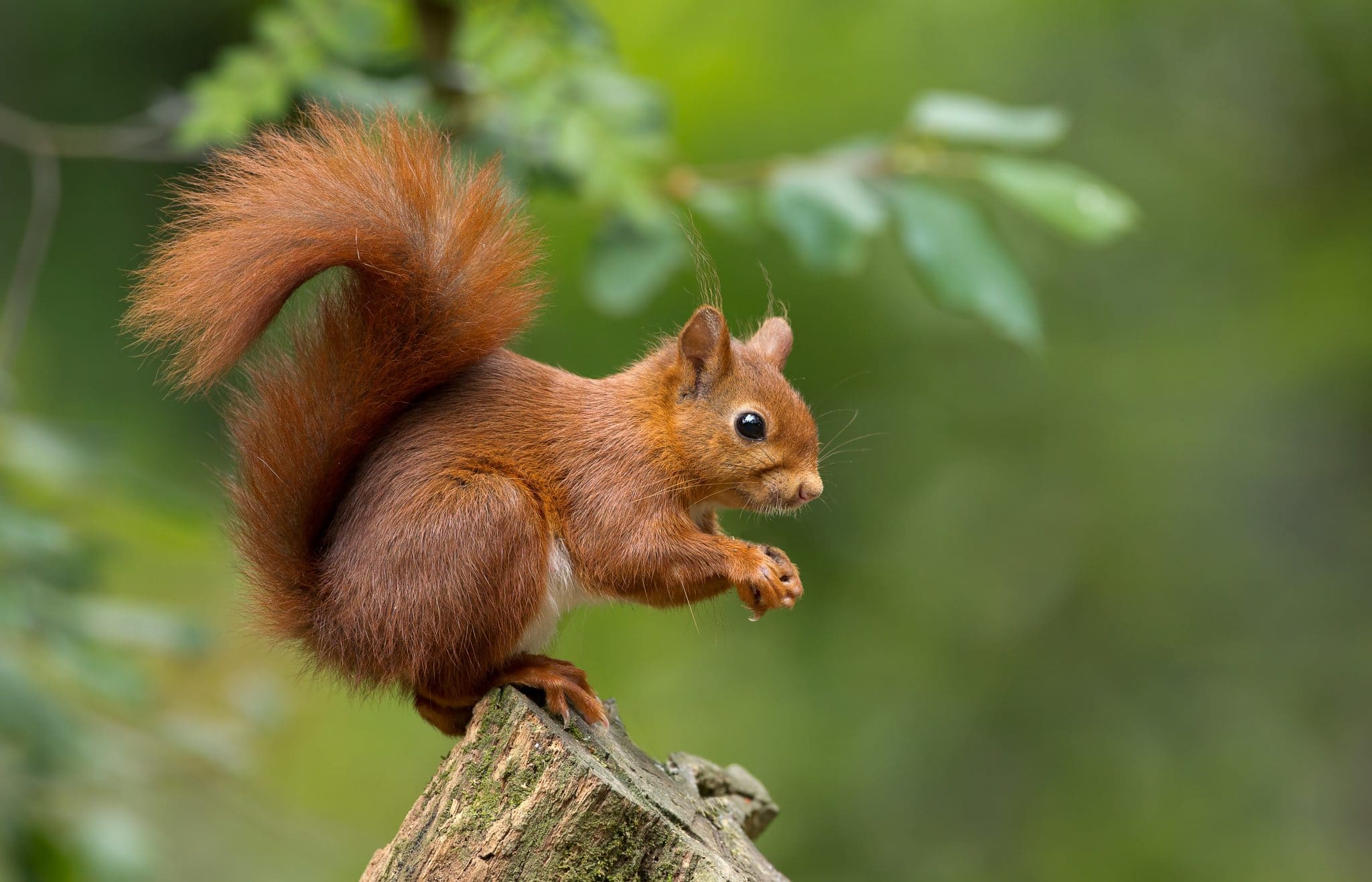 Hide Your Acorns! Red Squirrel Facts Environmental Pest