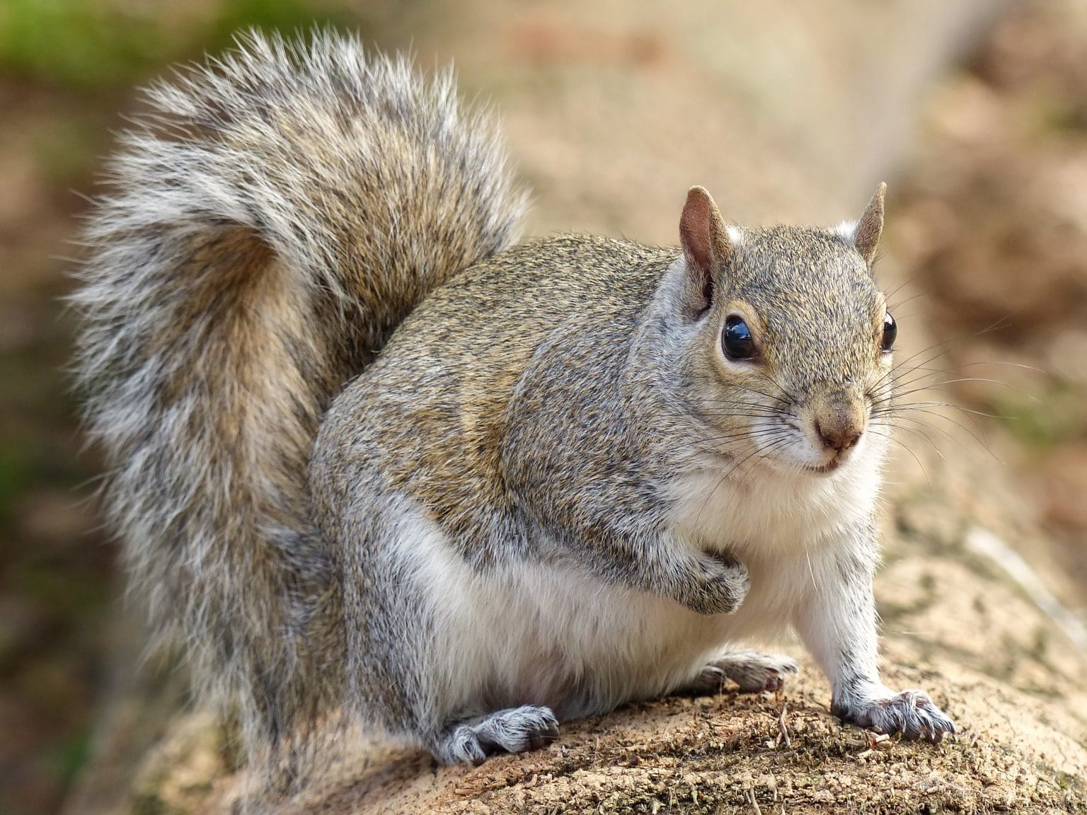 Are Grey Squirrels Dangerous at Flora Levine blog