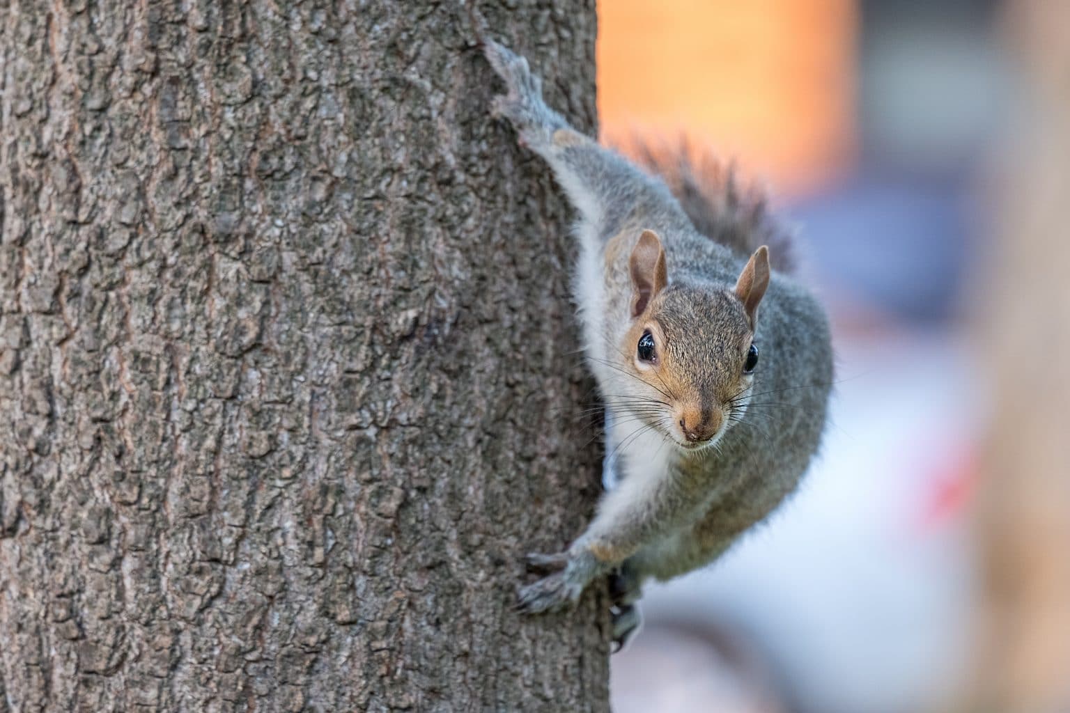 Gray squirrel on a tree Environmental Pest Management