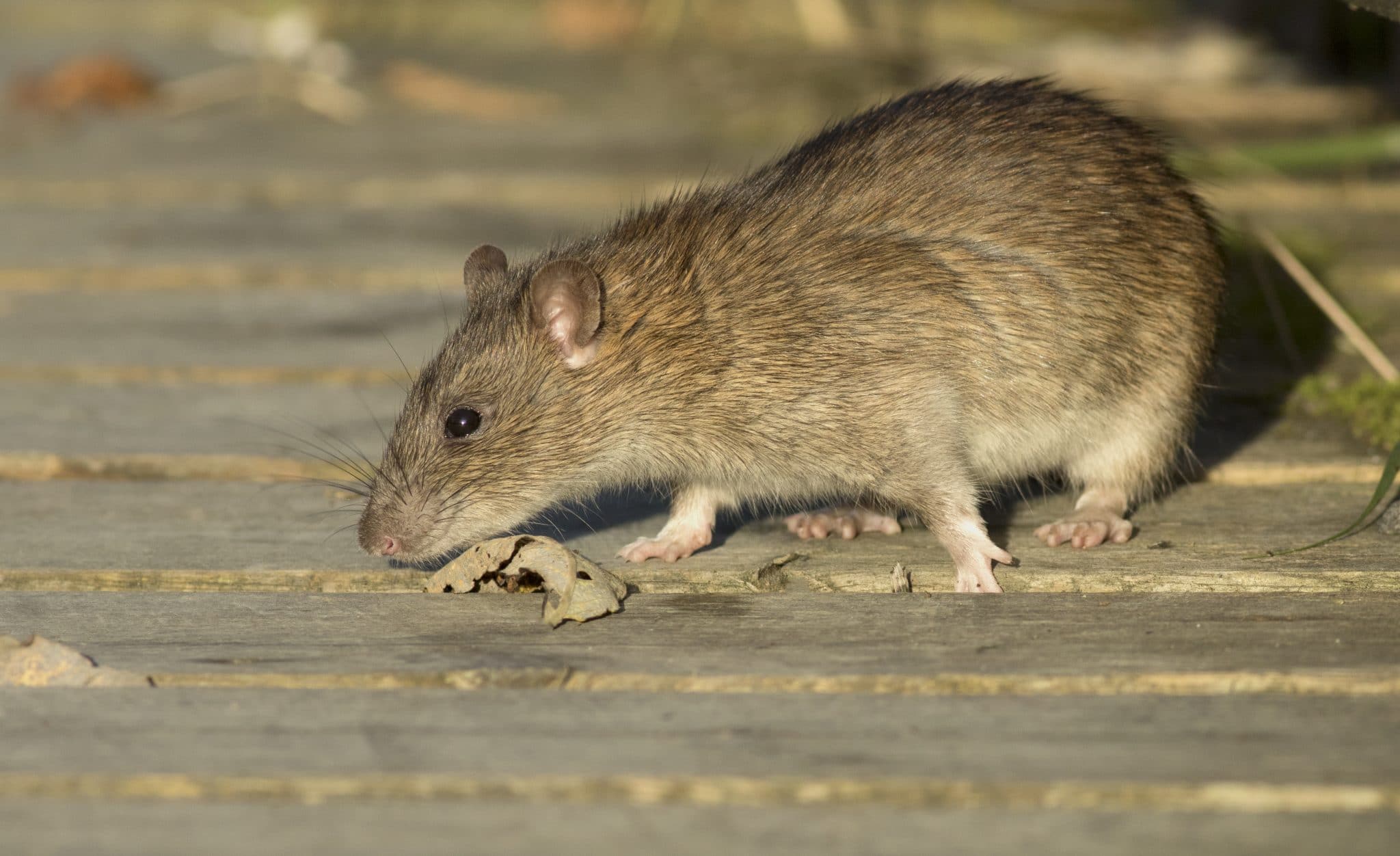 What You Need to Know About the Norway Rat Bugtech
