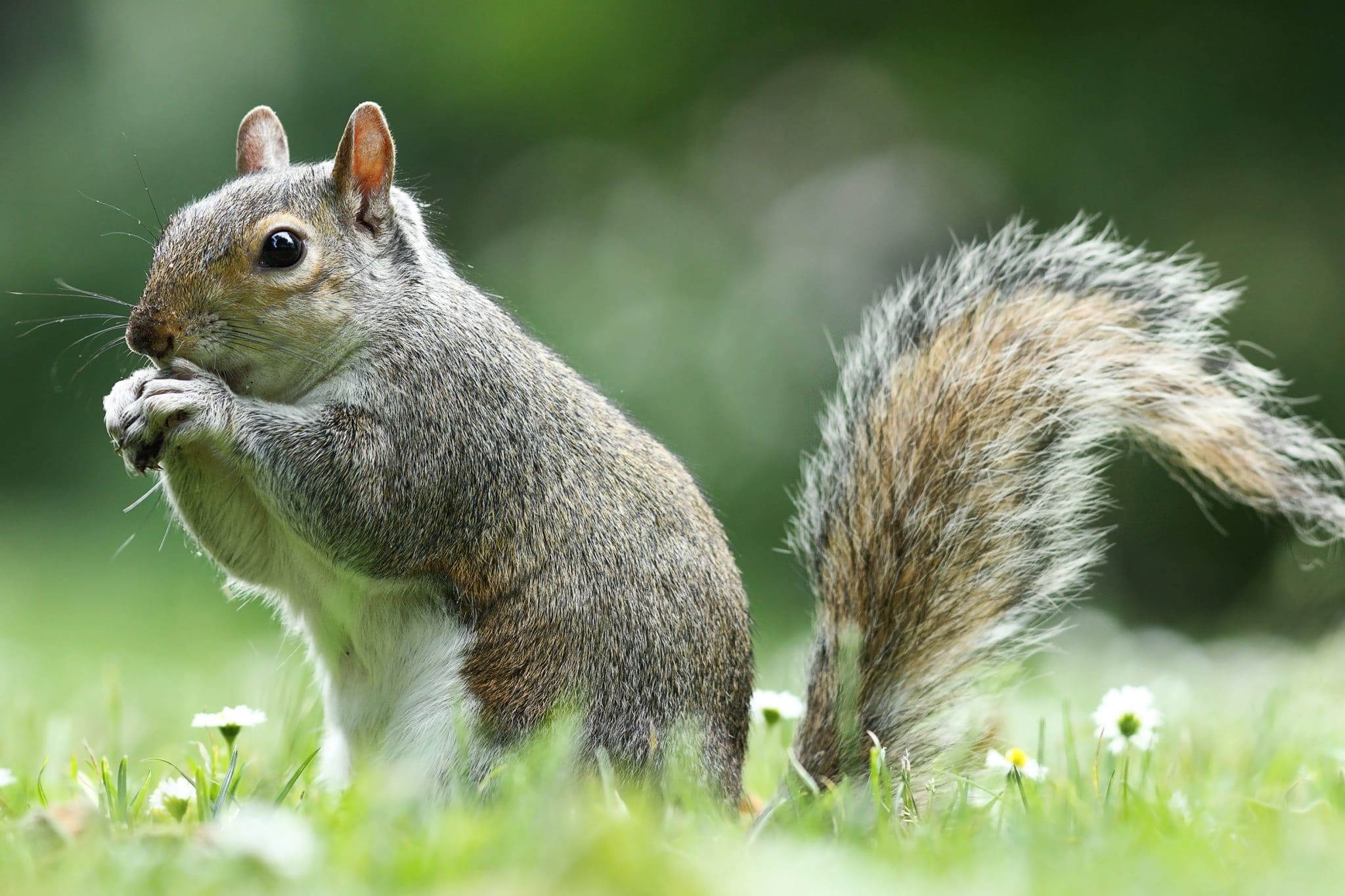 Squirrel! What To Do When Gray Squirrels Get Too Close Bugtech