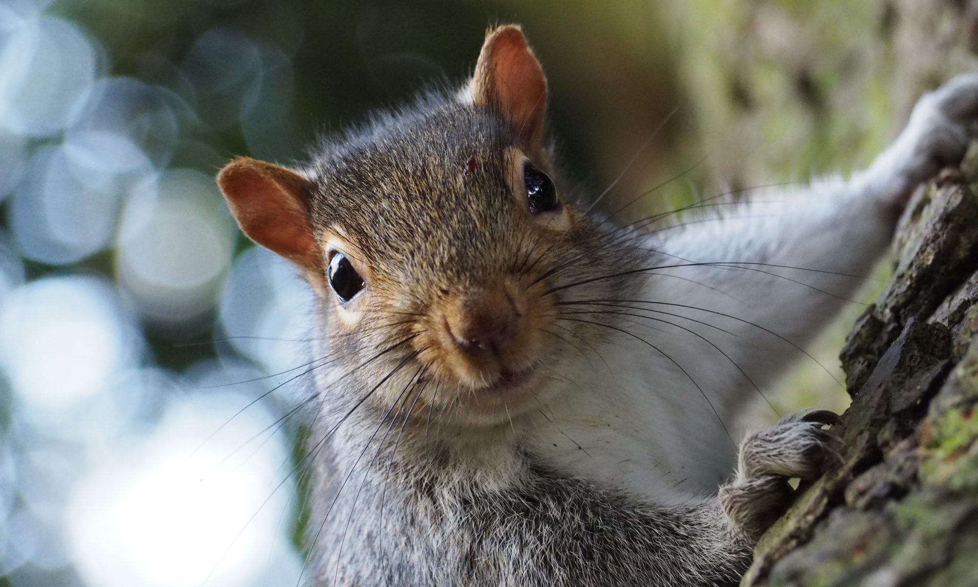 Are Squirrels Bad For Your Garden Pest Advice For Controlling Grey