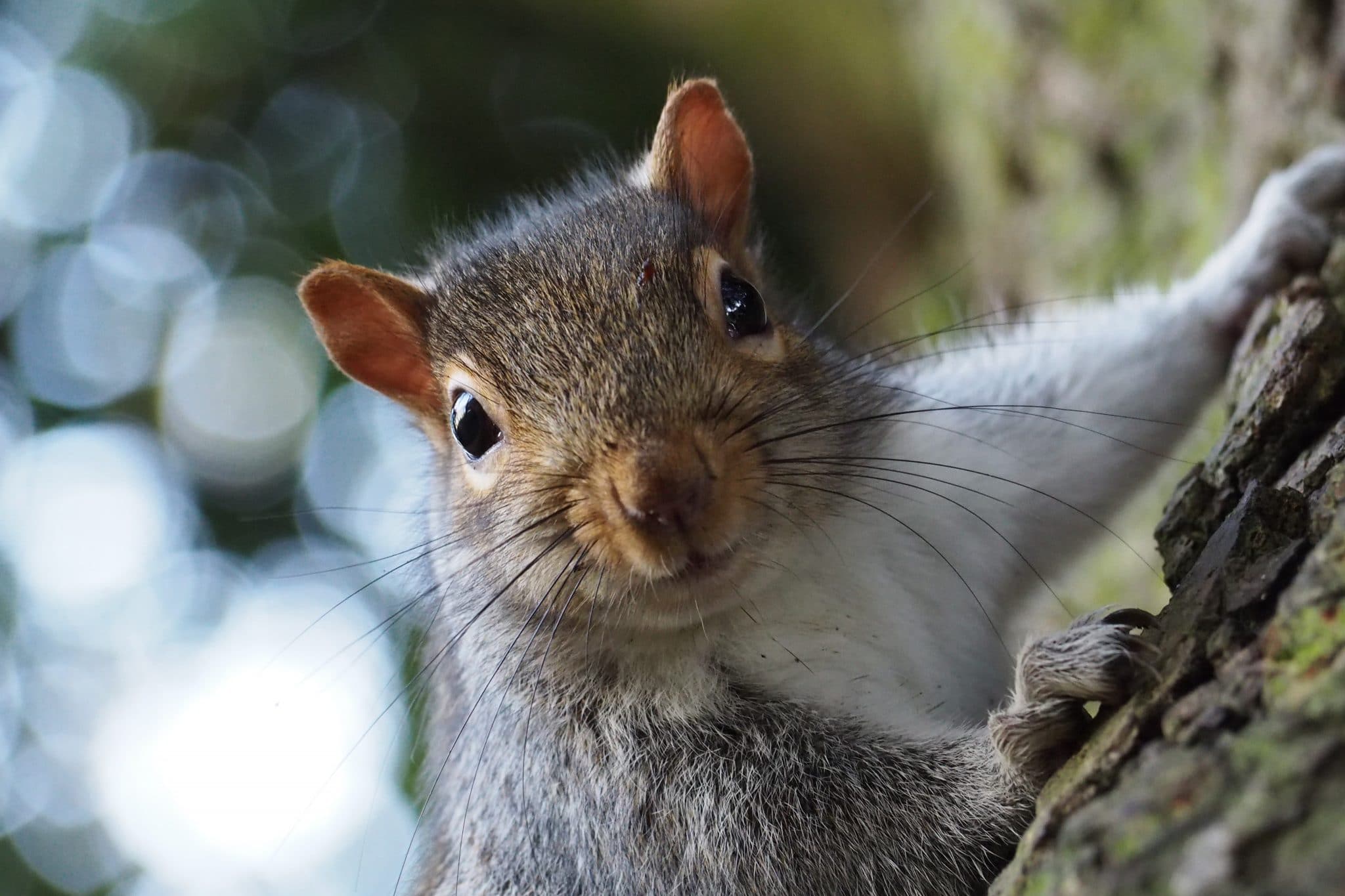 Squirrel! What To Do When Gray Squirrels Get Too Close Bugtech