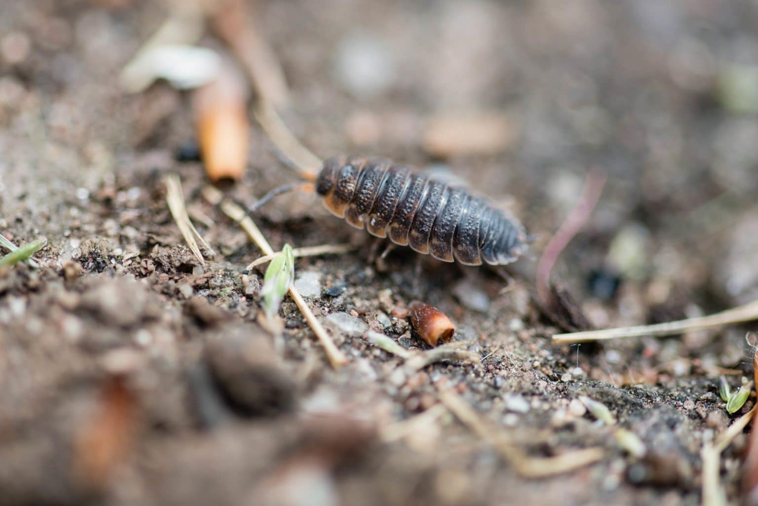 Close up of a pill bug Environmental Pest Management
