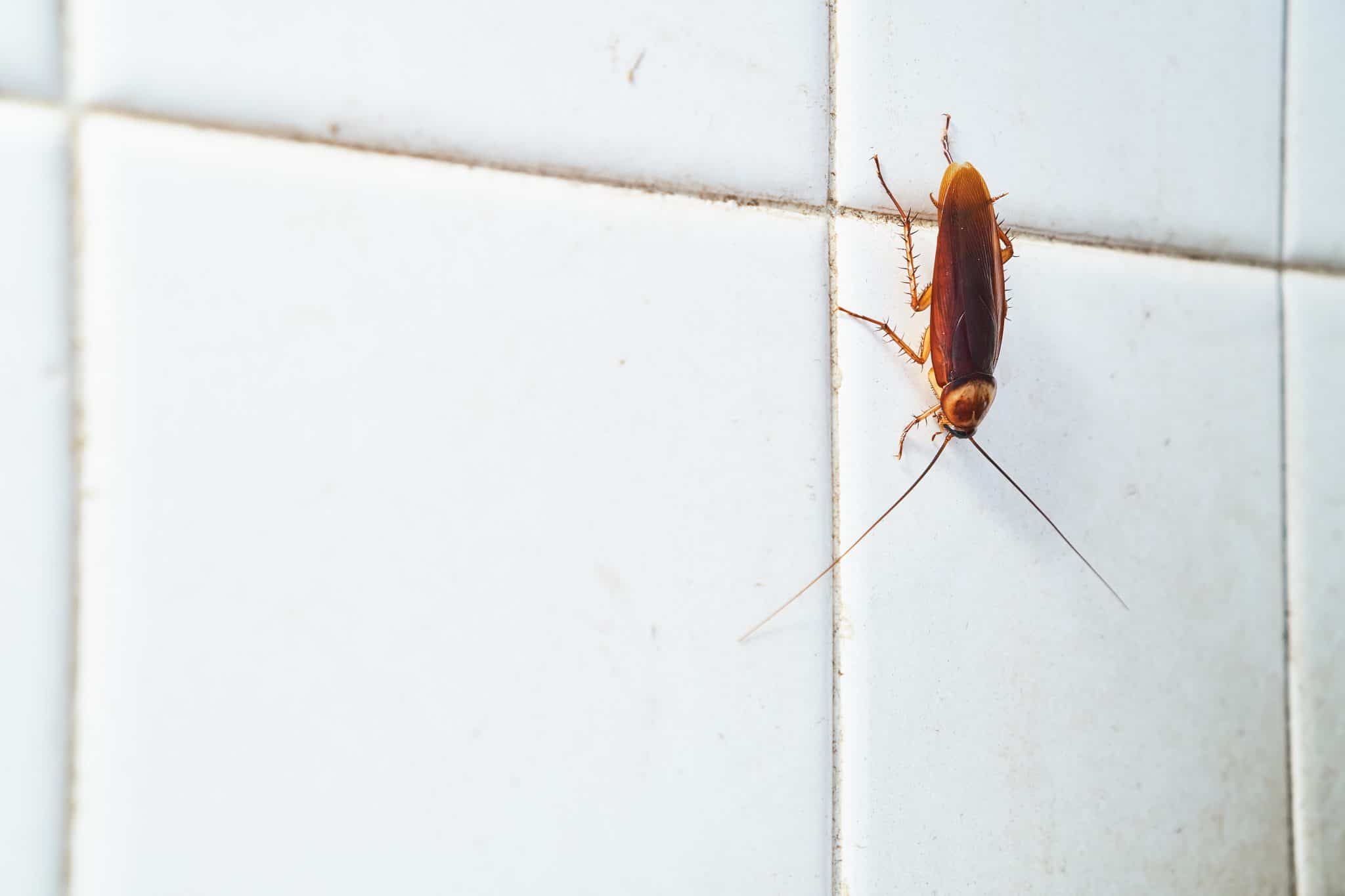 Cockroach crawling on white tile wall Environmental Pest Management