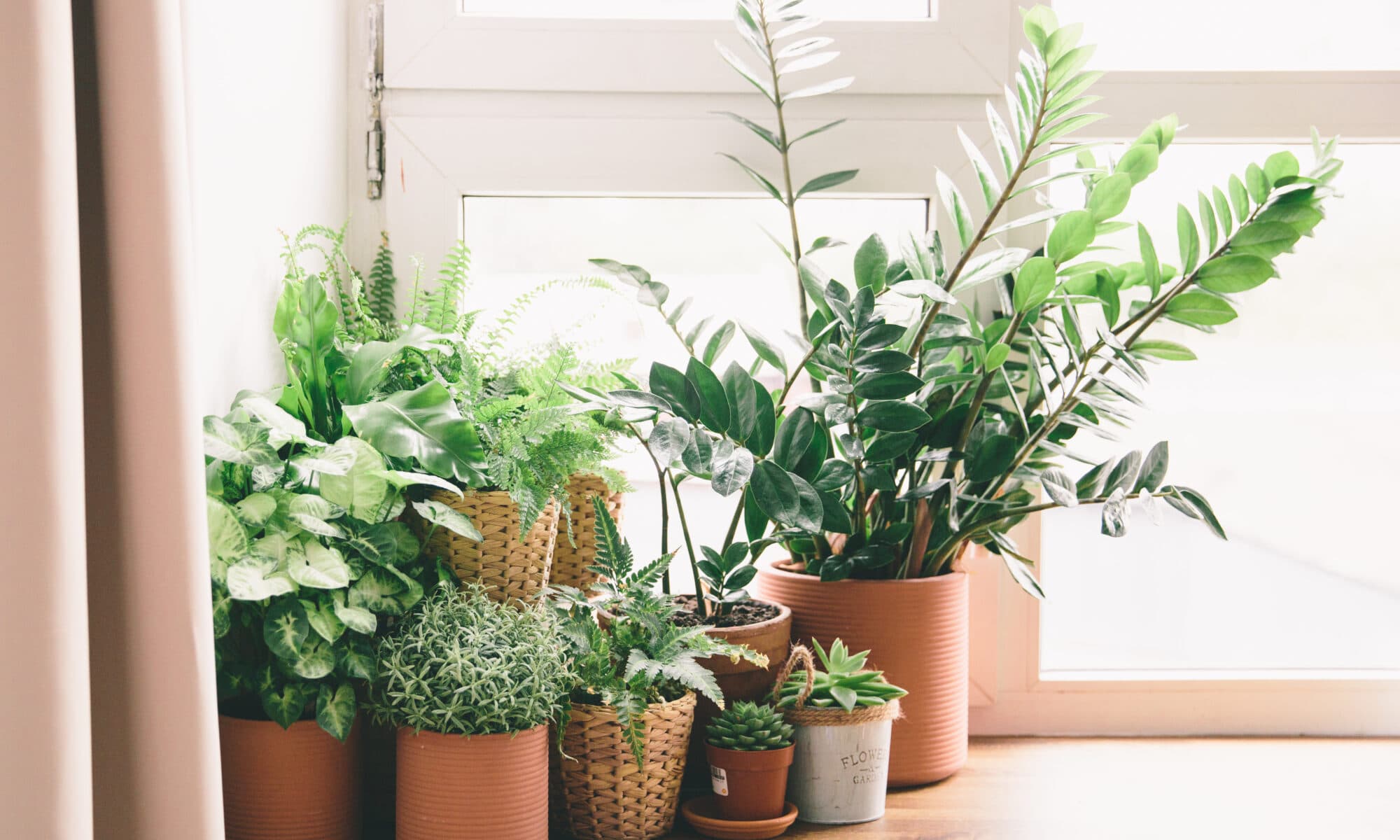 Plants that Keep Bugs Away Environmental Pest Management