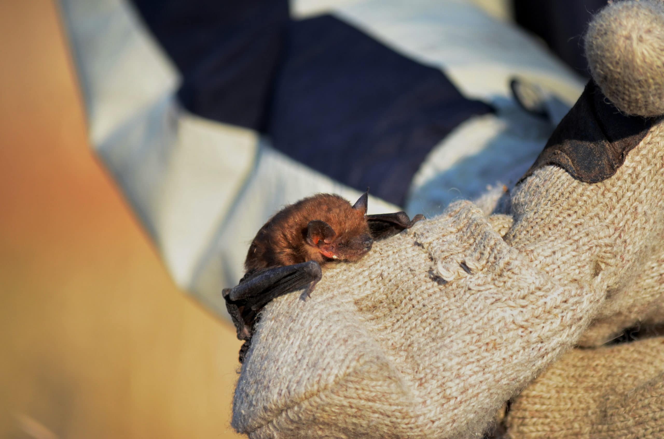 What To Do If You Have Bats In Your House