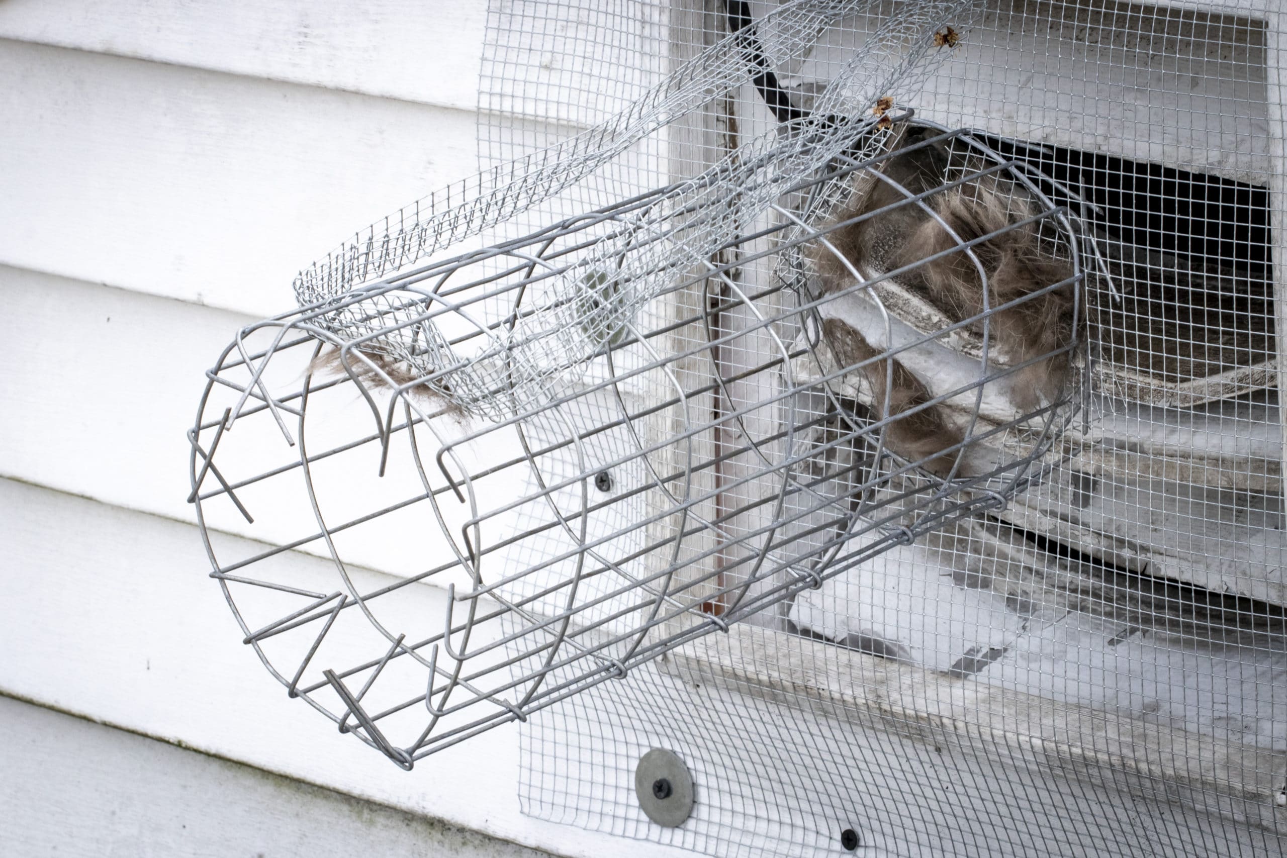 One way exclusion tunnel and wire mesh installed to eliminate rodents