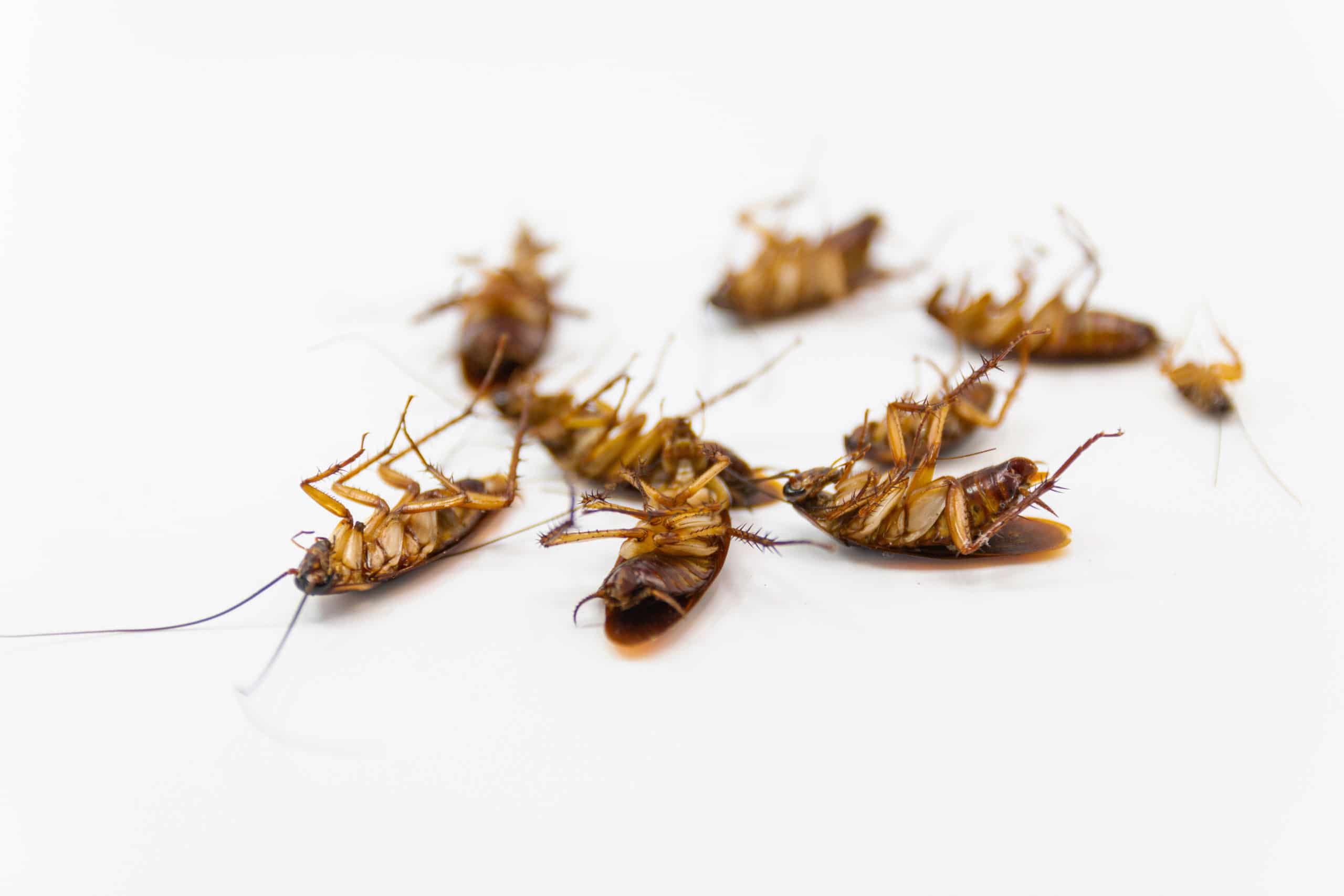 Cockroaches die from Bug Sprays isolate white background