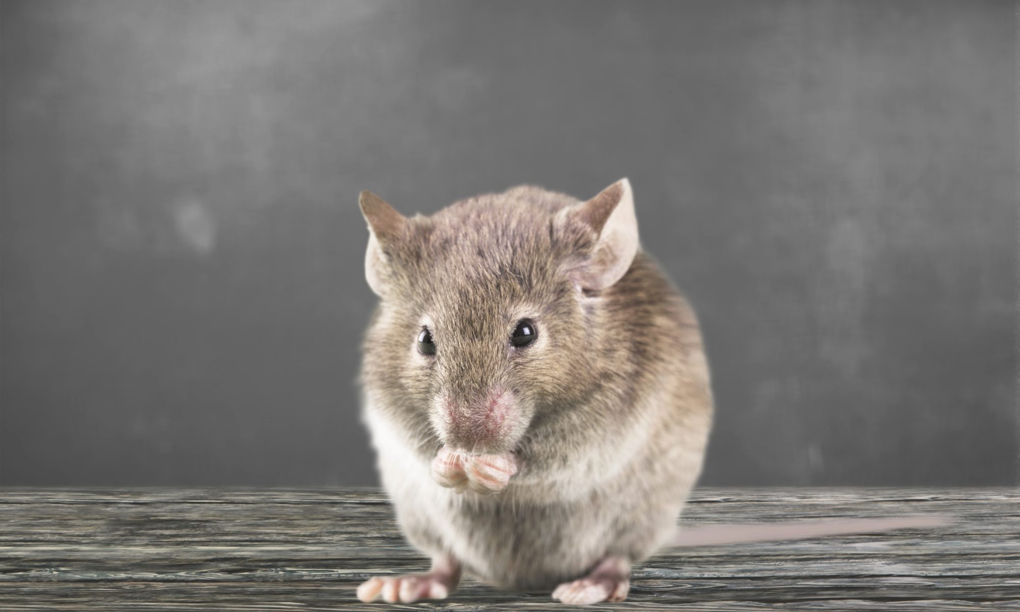 Get Rid of Mice in Your Vents Environmental Pest Management