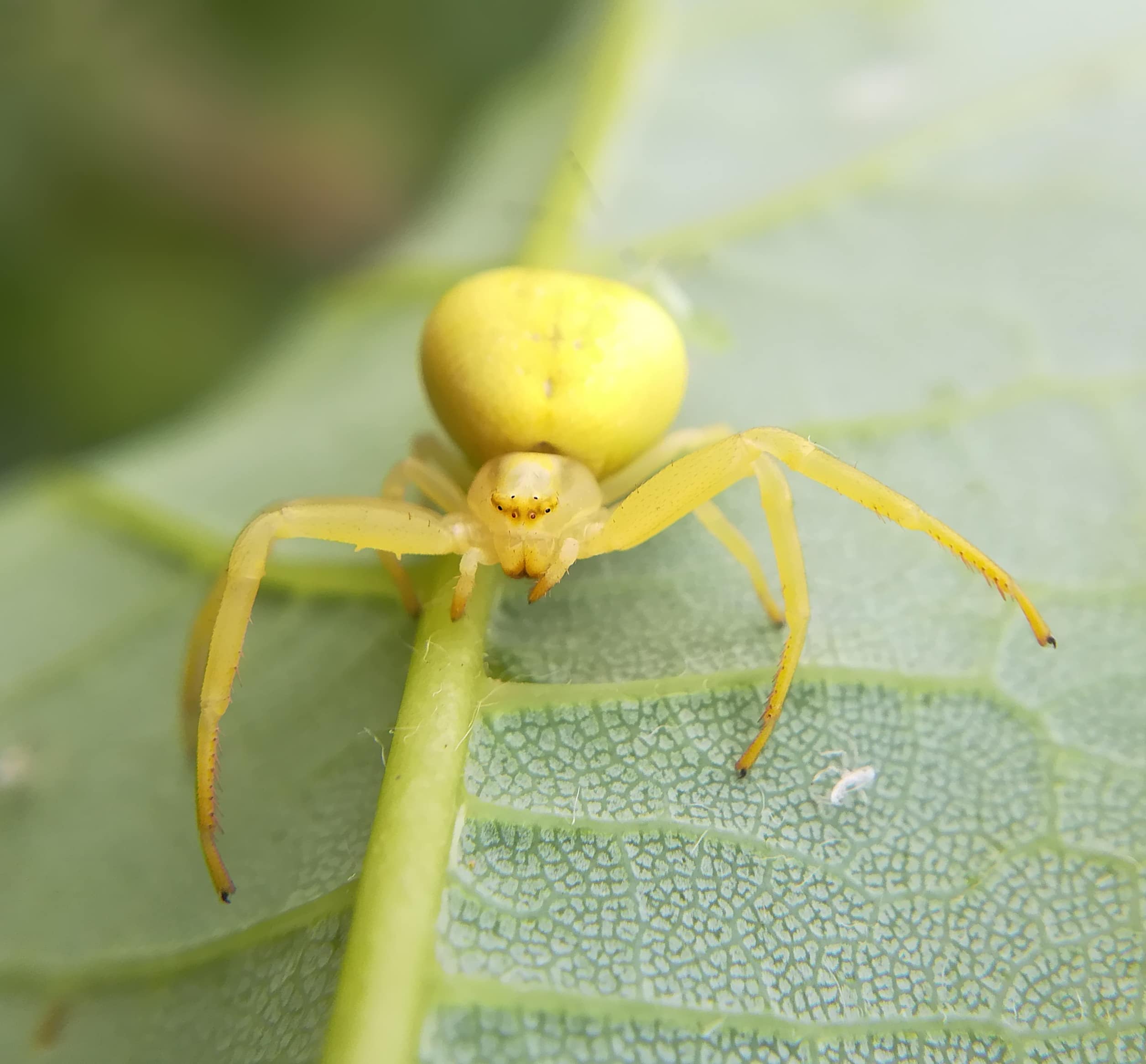 Goldenrod crab spider, Misumena vatia, female in yellow form
