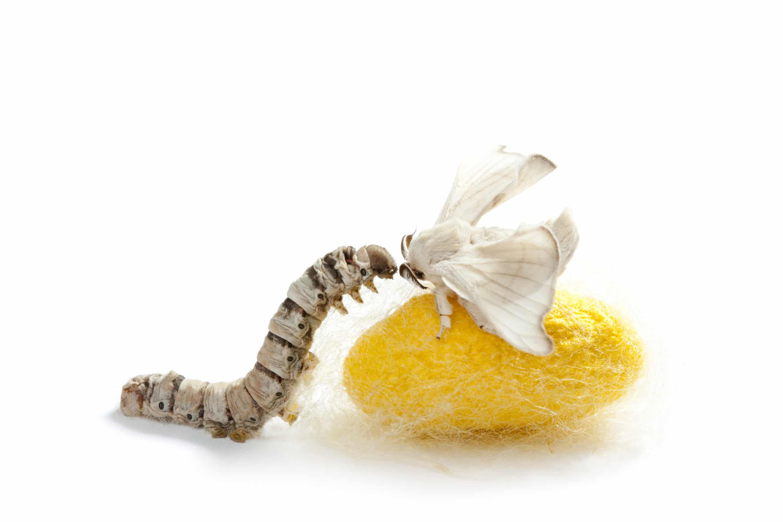 butterfly silkworm cocoon silk worm three stages Environmental Pest