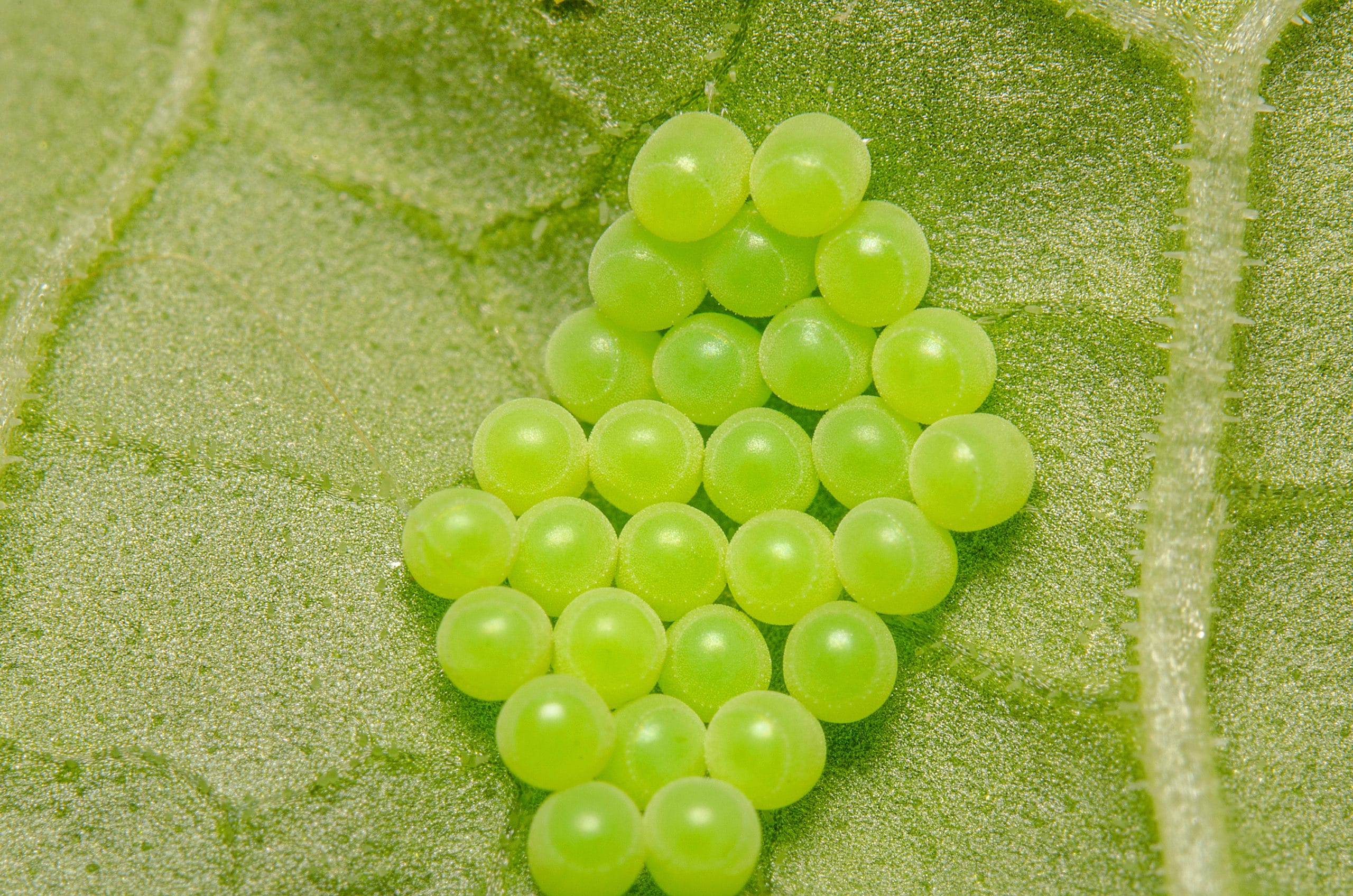 Eggs of Green shieldbug (Palomena prasina) under Rhubarb leaf