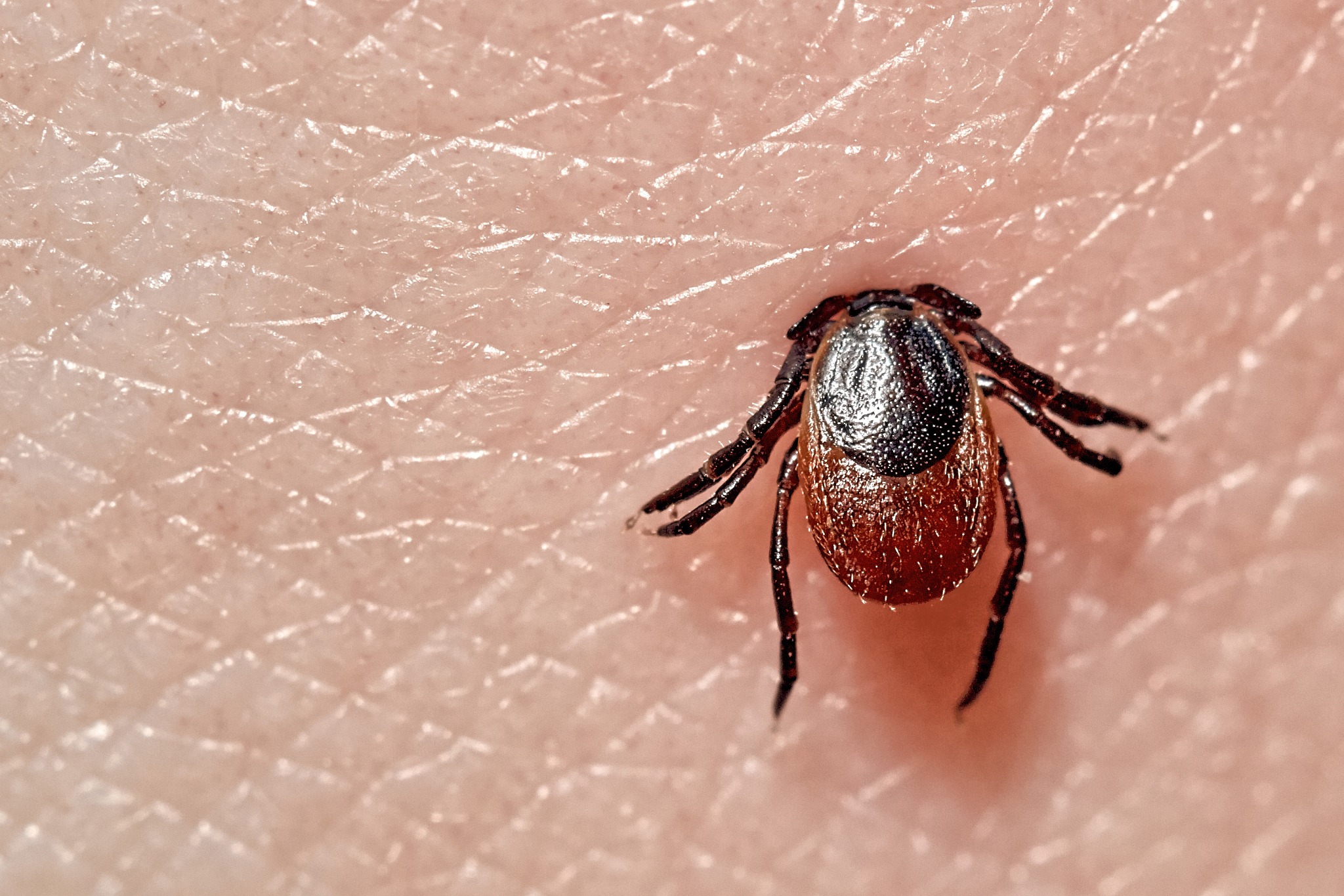 Pests That Affect Your Pets Fleas vs. Ticks