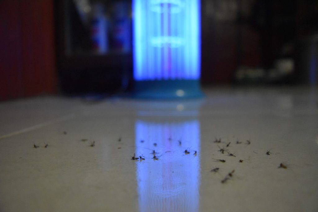 Do LED Lights Attract Bugs?